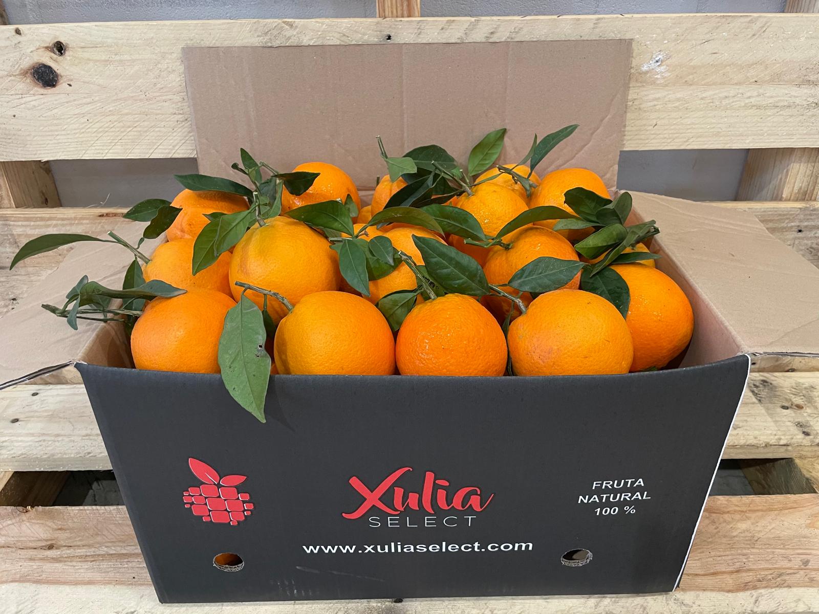 Naranja mesa 15 kg